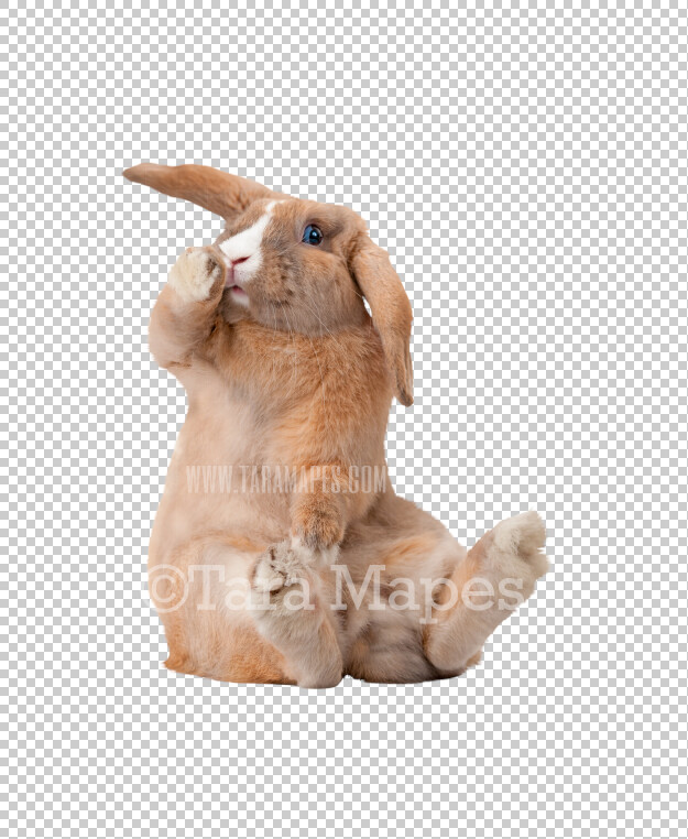 Bunny PNG - Rabbit Clip Art -  Funny Bunny PNG - Animal Overlay