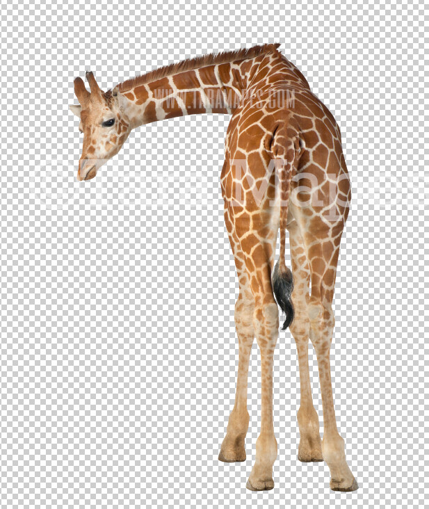 Giraffe Overlay PNG - Giraffe Clip Art - Animal Overlay - Giraffe PNG -