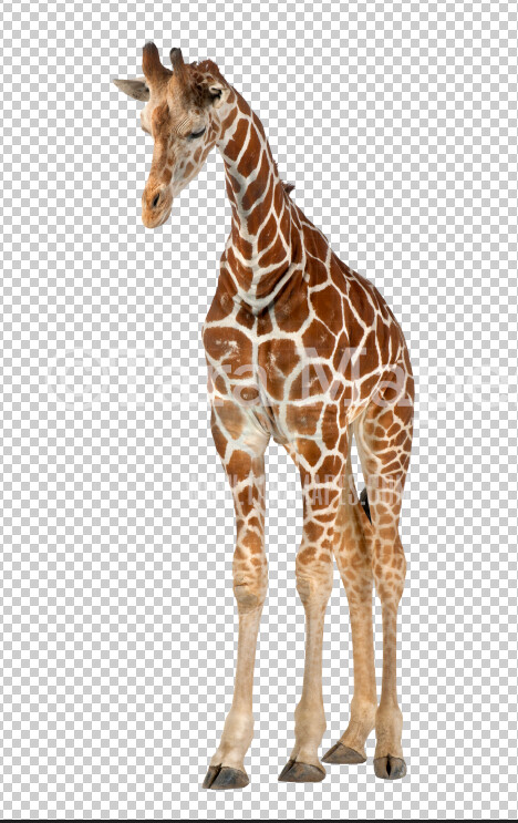 Giraffe Overlay PNG - Giraffe Clip Art -  Animal Overlay - Giraffe PNG -