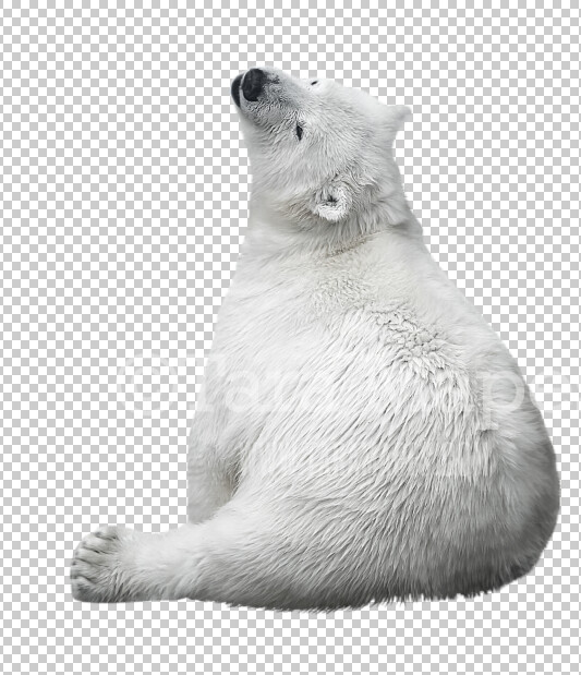 Polar Bear Overlay PNG - Polar Bear Clip Art -  Polar Bear Overlay - Polar Bear PNG - Bear Overlay
