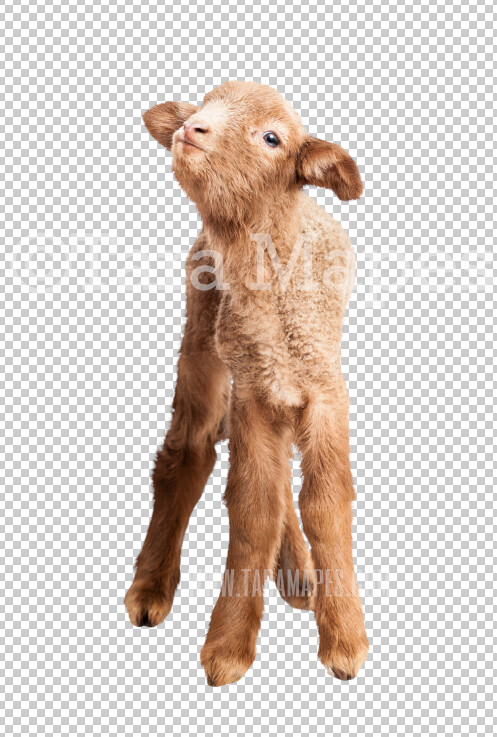 Baby Goat Overlay PNG - Goat Clip Art -  Goat Overlay - Goat PNG -  Overlay