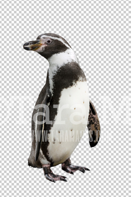 Penguin PNG - Penguin ClipArt -  Penguin PNG - Animal Overlay
