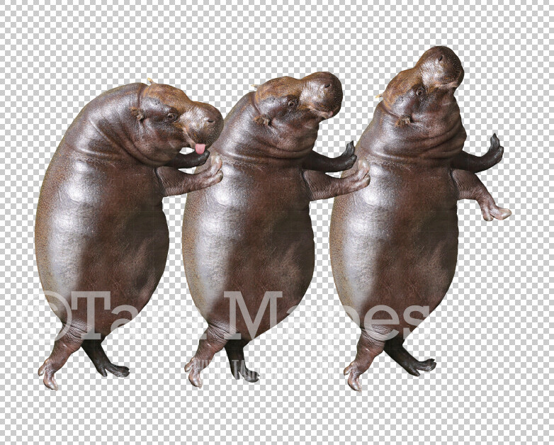Hippos Overlay PNG - Hippopotamus Clip Art -  Hippo Overlay - Hippos PNG -  Overlay