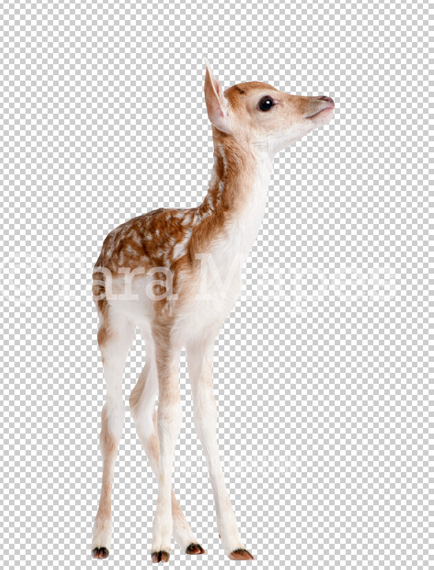 Baby Deer Overlay PNG - Deer Clip Art -  Deer Overlay - Deer PNG -  Overlay