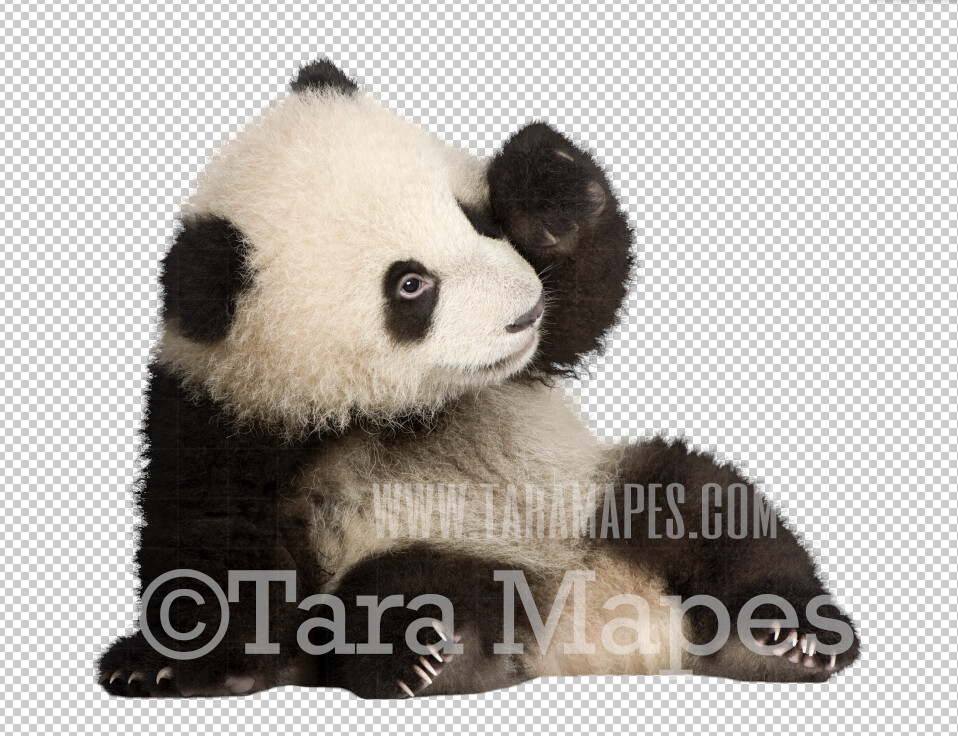 Panda Overlay PNG - Panda Clip Art -  Panda PNG - Animal Overlay
