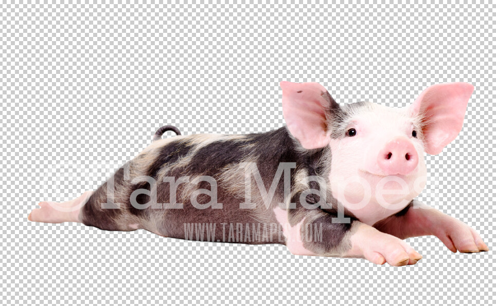 Pig Overlay PNG - Piglet Clip Art -  Pig PNG - Animal Overlay