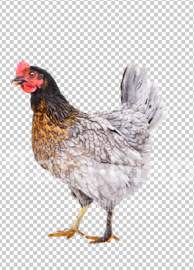Chicken Overlay PNG - Rooster Clip Art - Chicken PNG - Animal Overlay