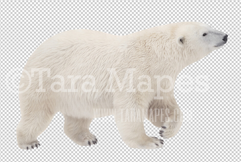 Polar Bear Overlay PNG - Baby Polar Bear Clip Art -  Polar Bear PNG - Animal Overlay