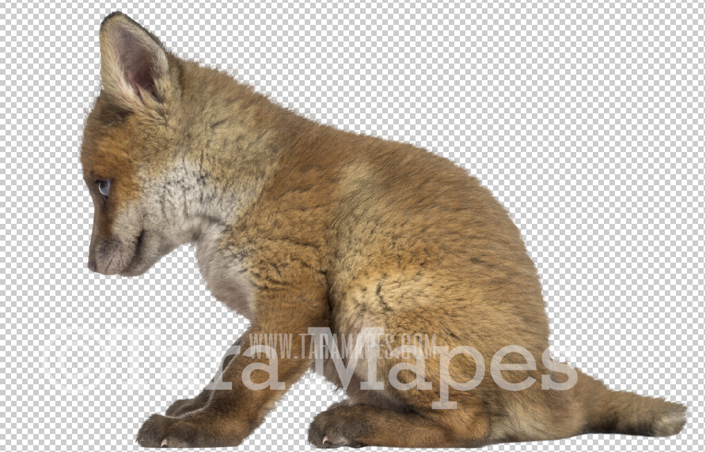 Fox Overlay PNG - Baby Fox Clip Art -  Fox PNG - Animal Overlay