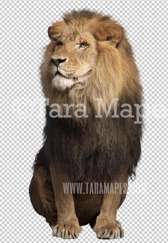 Lion Overlay PNG - Lion Clip Art - LionPNG - Animal Overlay