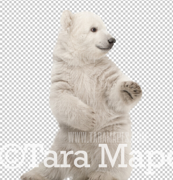 Polar Bear Overlay PNG - Baby Polar Bear Clip Art - Polar Bear PNG - Animal Overlay