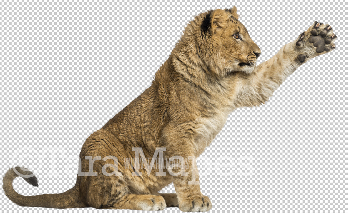 Tiger Overlay PNG - Circus Tiger Clip Art -  Tiger PNG - Animal Overlay