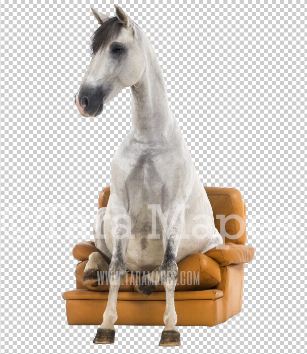 Funny Horse Overlay PNG - Horse Sitting on Chair Clip Art -  Horse PNG - Animal Overlay