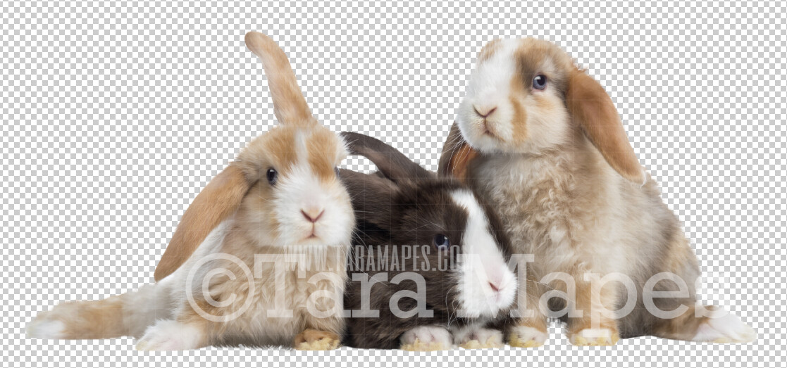 Bunnies Overlay PNG - Baby Bunnies Clip Art -  Group of Flop Ear Rabbits PNG - Animal Overlay