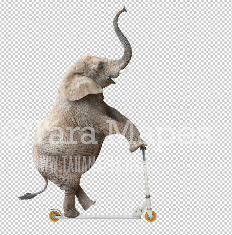 Funny Elephant Overlay PNG - Elephant on scooter Clip Art -  Elephant PNG - Animal Overlay