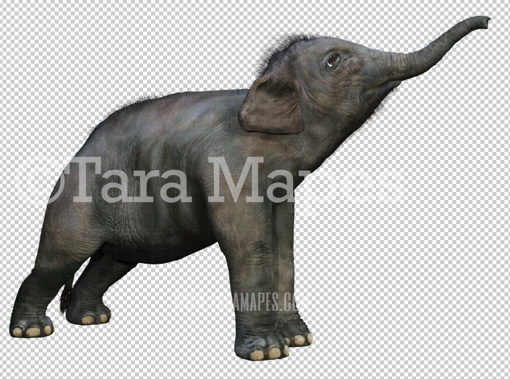 Elephant Overlay PNG - Elephant Clip Art -  Elephant PNG - 3d Render Animal Overlay