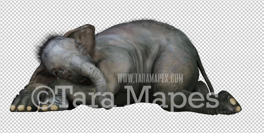 Elephant Overlay PNG - Elephant Clip Art - Elephant PNG - 3d Render Animal Overlay
