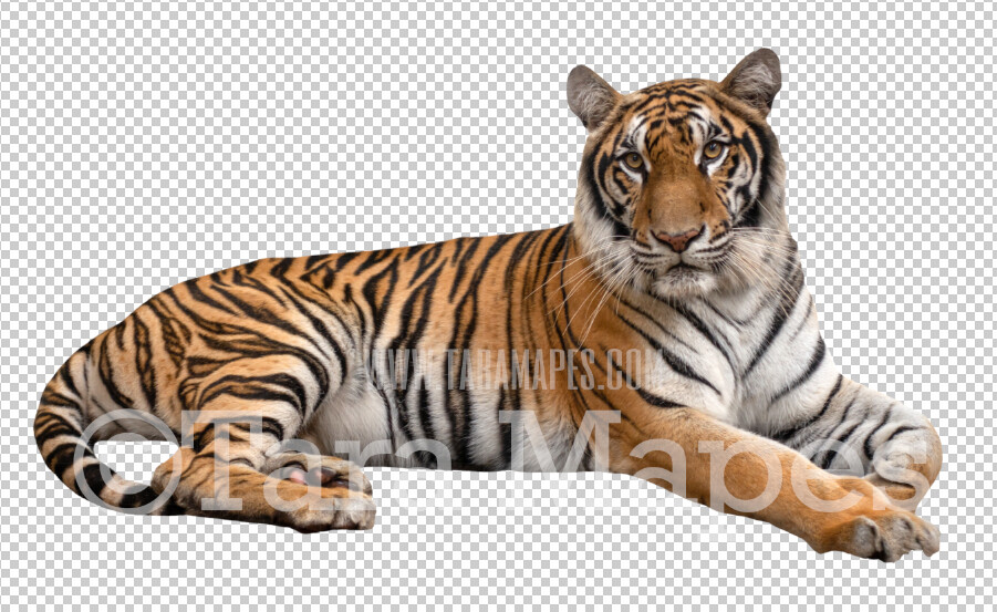 Tiger Overlay PNG - Circus Tiger Clip Art -  Tiger PNG - Animal Overlay