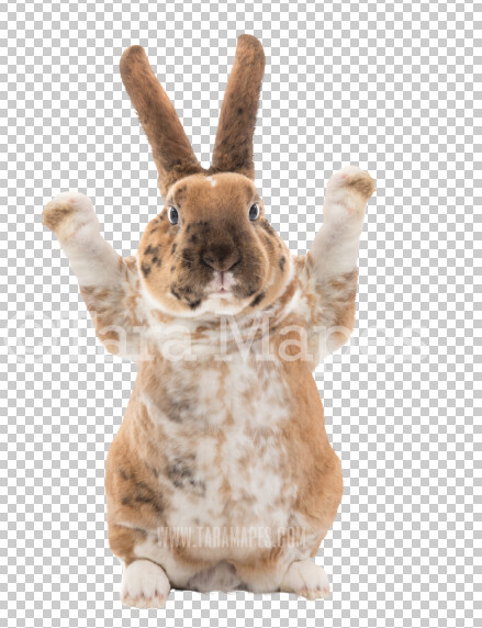 Bunny PNG - Rabbit Clip Art -  Funny Bunny PNG - Animal Overlay