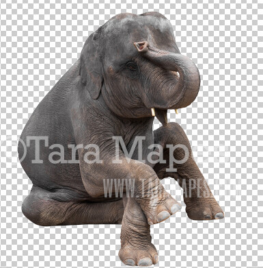 Elephant Overlay PNG - Elephant Clip Art -  Elephant PNG - Animal Overlay