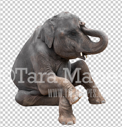 Elephant Overlay PNG - Elephant Clip Art - Elephant PNG - Animal Overlay