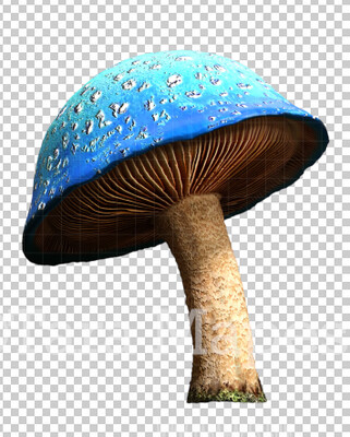 Mushroom Overlay PNG - Mushroom  Clip Art -  Mushroom  PNG -  Overlay