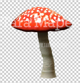 Mushroom Overlay PNG - Mushroom  Clip Art -  Mushroom  PNG -  Overlay