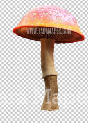 Mushroom Overlay PNG - Mushroom  Clip Art -  Mushroom  PNG -  Overlay