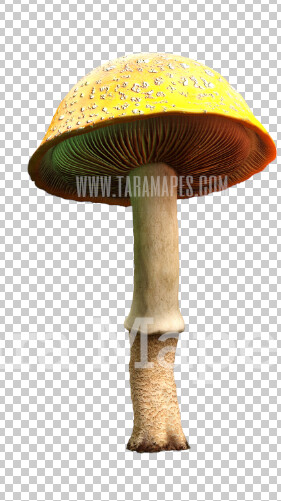 Mushroom Overlay PNG - Mushroom Clip Art - Mushroom PNG - Overlay