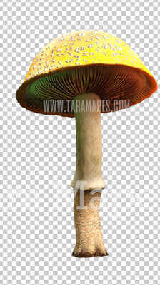 Mushroom Overlay PNG - Mushroom  Clip Art -  Mushroom  PNG -  Overlay