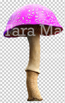 Mushroom Overlay PNG - Mushroom  Clip Art -  Mushroom  PNG -  Overlay