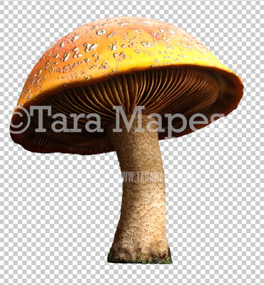 Mushroom Overlay PNG - Mushroom  Clip Art -  Mushroom  PNG -  Overlay