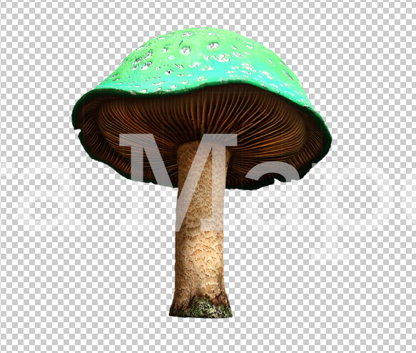 Mushroom Overlay PNG - Mushroom  Clip Art -  Mushroom  PNG -  Overlay
