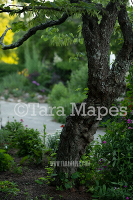 Tree in Garden Digital Background  - Enchanted Tree on Garden Path Nature Digital Background / Backdrop