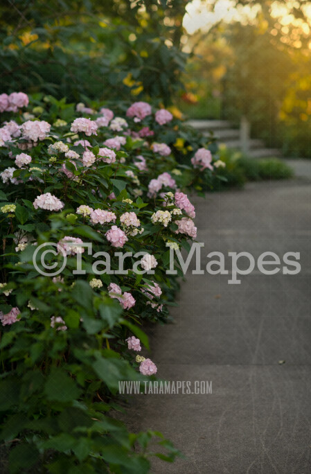 Pink Flowers in Garden Digital Background  - Walkway in Garden Path - Hydrangeas Nature Digital Background / Backdrop