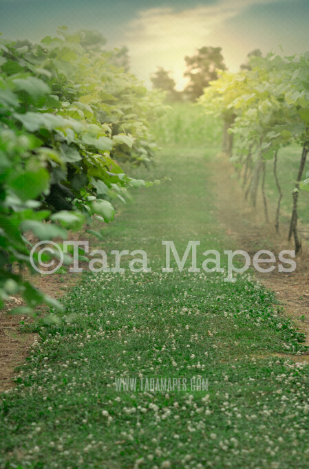 Vineyard Digital Backdrop - Grape Vineyard - Wine Vineyard Sunset Vineyard Digital Background