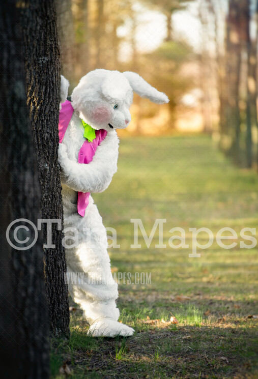 Easter Bunny Peeking Around Tree Looking - Easter Rabbit in Enchanted Forest JPG file - Photoshop Digital Background / Backdrop