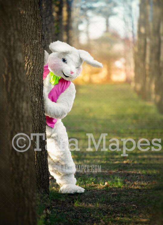 Easter Bunny Peeking Around Tree - Easter Rabbit in Enchanted Forest JPG file - Photoshop Digital Background / Backdrop