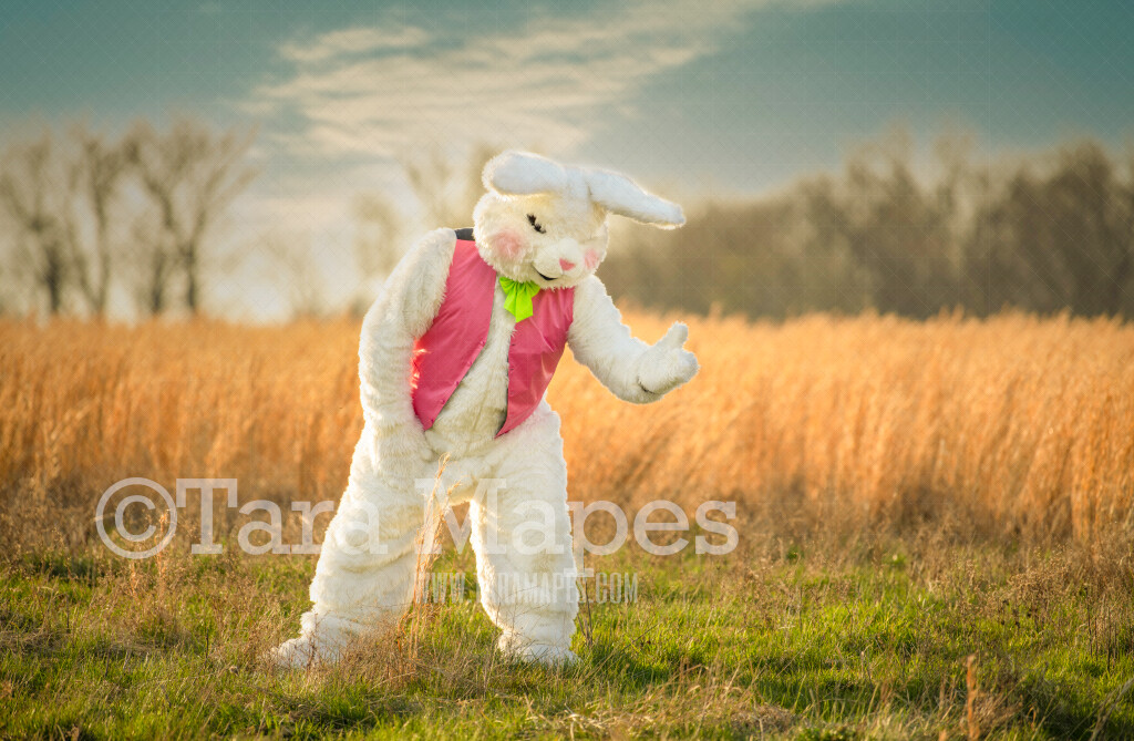 Easter Bunny in Golden Field - Easter Bunny Digital - Fun Easter Digital - JPG file - Photoshop Digital Background / Backdrop