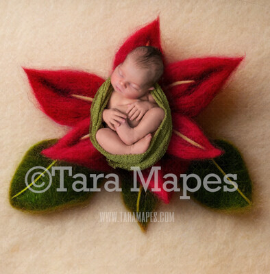Needle Felted Poinsettia Newborn Digital Backdrop - Needle Felt Christmas Flower Newborn Digital Background