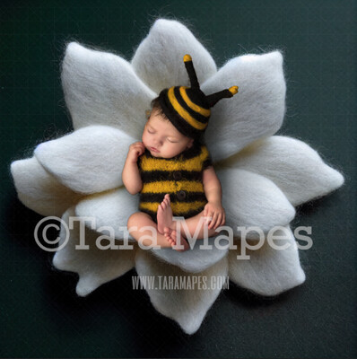 Needle Felted White Flower Newborn Digital Backdrop - Needle Felt Flower Newborn Digital Background