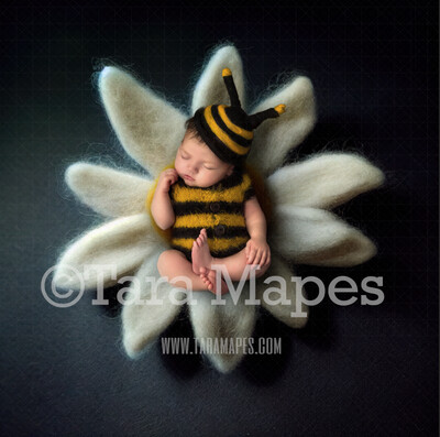 Needle Felted Daisy Flower Newborn Digital Backdrop - Needle Felt White Flower Newborn Digital Background
