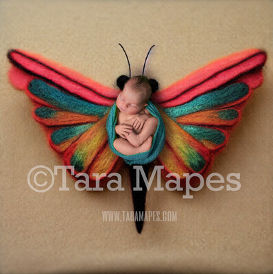 Needle Felted Butterfly Newborn Digital Backdrop - Needle Felt Butterfly Baby Newborn Digital Background