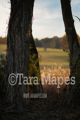 Tree Digital Background  - Old Tree by Country Farm Digital Background / Backdrop