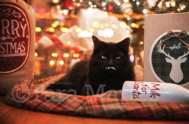 Christmas Pet Digital Backdrop - Santa's Milk Thief- Cat Dog Digital Backdrop - Funny Holiday Card Scene - Free Milk Moustache included - Santa's Milk Pet Digital Background JPG File