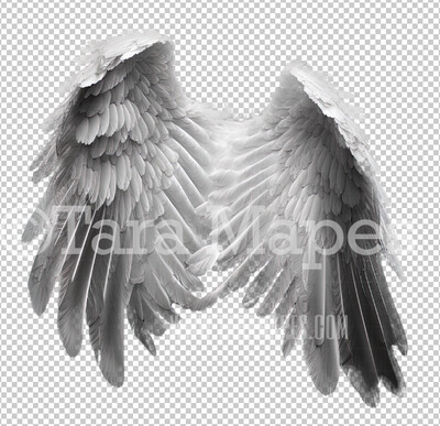 Angel Wings - Feathery Angel Wings - White Angel Wings PNG