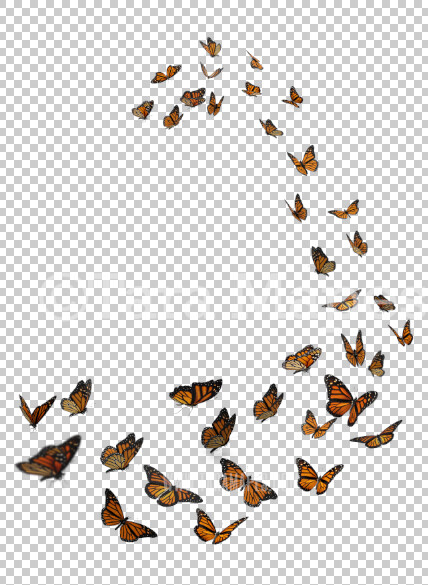 Butterfly Overlay - Butterflies Overlay - Butterfly Swirl Overlay PNG