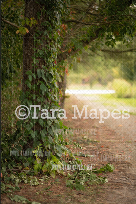 Tree Path Digital Background / Backdrop