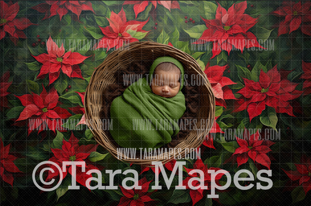 Christmas Poinsettia Newborn Nature Digital Background JPG