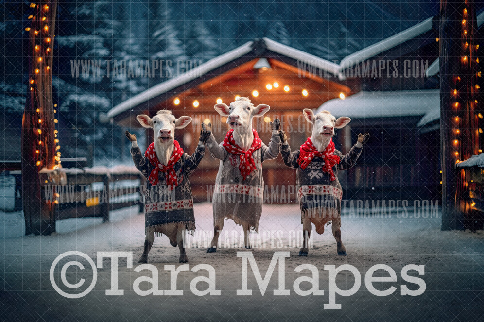 Christmas Cows Dancing  - Dancing Cows - Funny Cows in Winter Snowy Scene- Separate Snow Overlay - Christmas Digital Background Backdrop